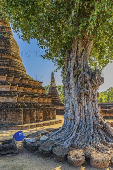 Deciduous tree with gnarled trunk, temple tower, Prang, historic Buddhist temple complex Wat Mahathat, historical park, Sukhothai, Sukhothai province, Thailand
