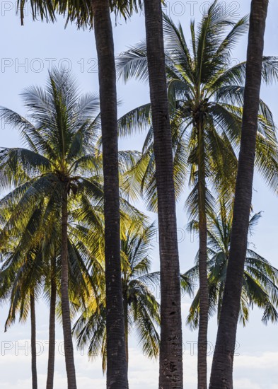 Palm trees in historical park, Sukhothai, Sukhothai province, Thailand