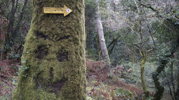 Moss-covered tree with a smiley scratched in the moss in the forest with a signpost on the Caminho Portugues, Portugal, Spain