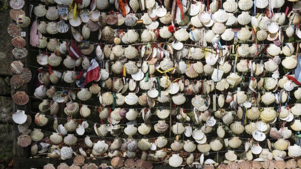 Numerous scallop shells (pecten maximus) in a tightly woven net, as a pilgrim souvenir of the Way of St James, pilgrims on the caminho portugues, Portugal, Spain