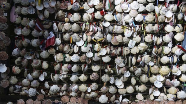 A multitude of scallop shells (pecten maximus) hung in a net, symbolising the pilgrimage, pilgrimage on the caminho portugues, Portugal, Spain