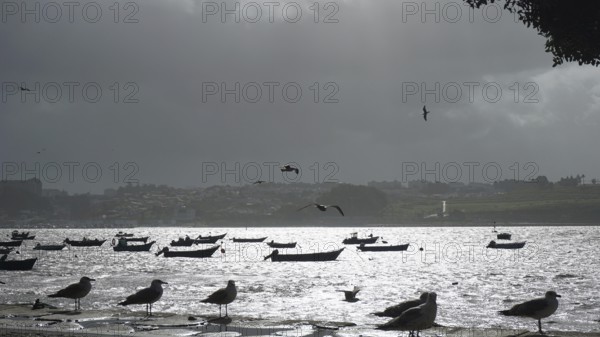 Seagulls (larinae) on the shore with boats on the water and dark clouds in the sky, pilgrims on the caminho portugues, Porto, Portugal