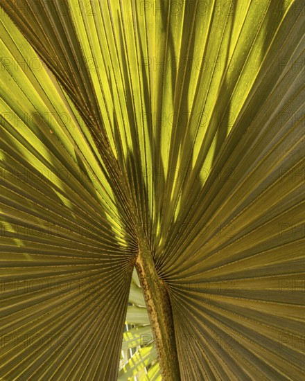 Light and shadow on a fan palm leaf, historic Buddhist temple complex, Ayutthaya, Thailand