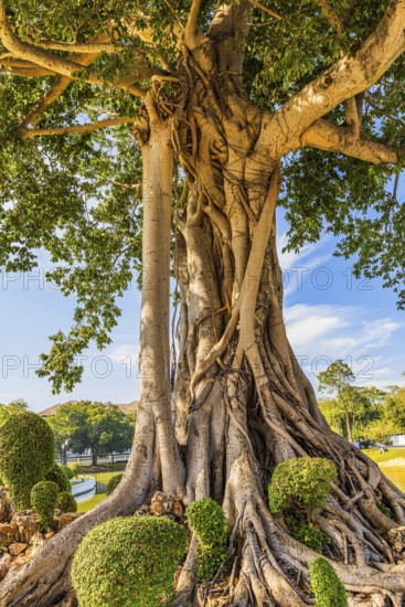 Rooted trunk of a birch fig (ficus benjamina), summer palace of the Thai king, Bang Pa-In, near Ayutthaya, Thailand