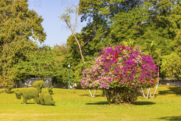 Royal Park, with multicolor bougainvillea bush, Thai King's Summer Palace, Bang Pa-In, near Ayutthaya, Thailand