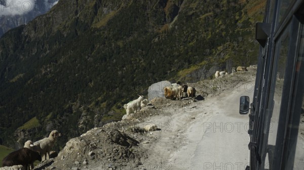 A group of goats (caprae) standing by the roadside on the Manali-Leh highway, Himachal Pradesh, trekking in Ladakh, India