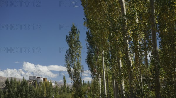 Tall trees with green foliage against a clear blue sky and a distant Buddhist monastery, trekking in Ladakh, Himalayas, India