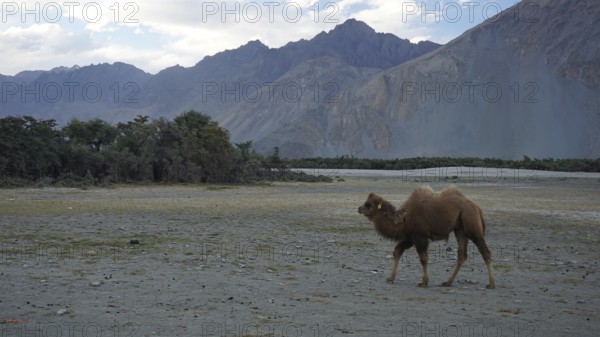 A lone Bactrian camel (camelus ferus) walks in the Nubra Valley through a dry, mountainous landscape under a cloudy sky, trekking in Ladakh, Himalayas, India