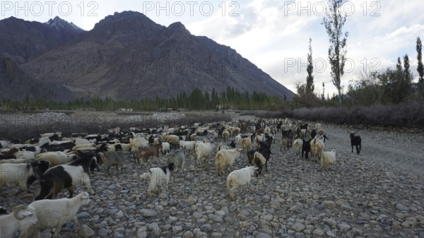 A large herd of goats (caprae) in the Nubra Valley moves along a stony path in the middle of a mountainous landscape, trekking in Ladakh, Himalayas, India