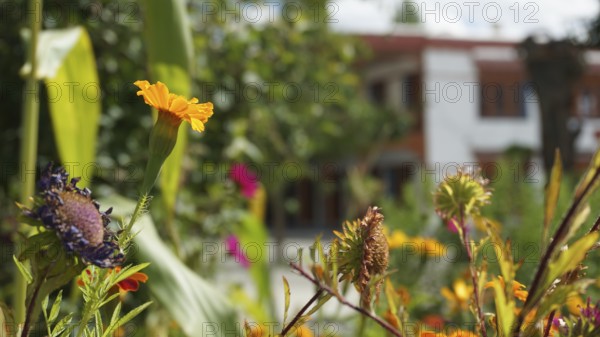 Close-up of colorful flowers in a Buddhist monastery garden in bright sunshine, trekking in Ladakh, Himalayas, India