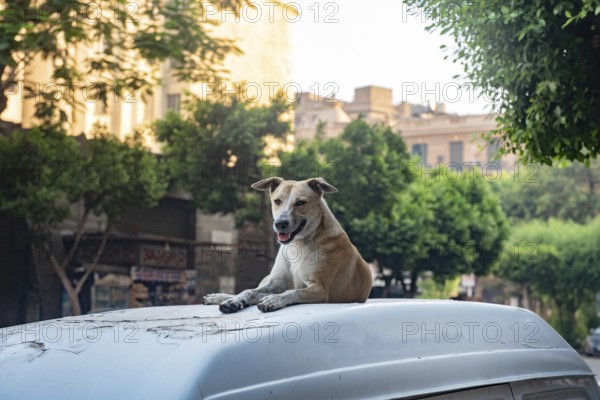 A stray Egyptian street dogs sits on top of a parked car in the summer heat of Downtown Cairo, Egypt