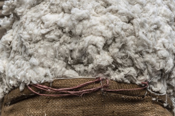 Close up image of a sack of raw Egyptian cotton for sale in a Cairo market, Cotton is a major agricultural cash crop and important export commodity in Egypt