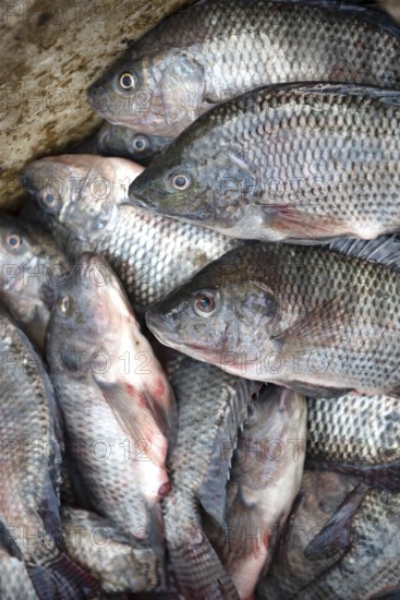 Fresh fish caught in the Egyptian River Nile in Cairo. Fish is an important food source in Egypt and accounts for 25.3 percent of the average household's protein intake