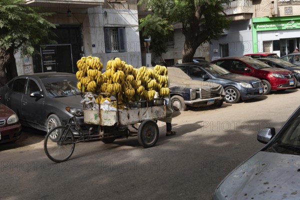 Cairo, Egypt. November 28th 2022 A street stall selling Egyptian bananas, a home grown fruit and staple of Egyptian house hold daily shopping, Cairo, Egypt