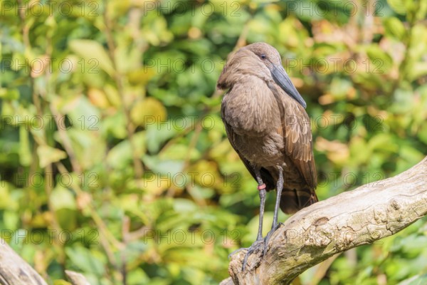A hamerkop (Scopus umbretta) stands on a branch of a tree. Green vegetation can be seen in the background. Southern half of Africa, Madagascar
