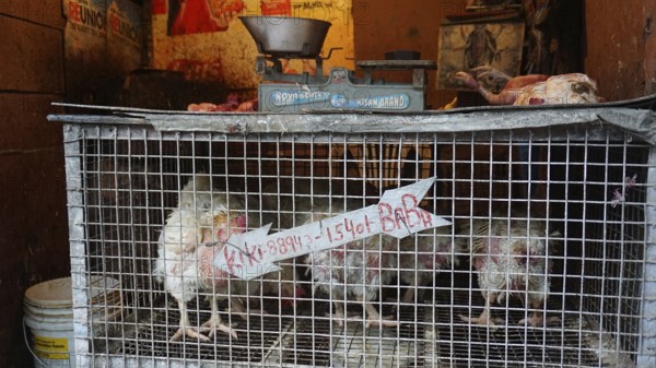 Close-up of a cage with chickens (gallus gallus domesticus) with a scale on top in an Indian market shop, Manali, Himachal Pradesh, India