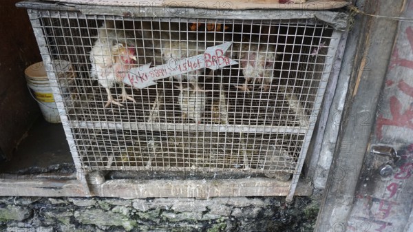 Live chickens (gallus gallsu domesticus) in a cage at an Indian market, Manali, Himachal Pradesh, India