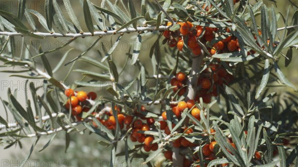 Close-up of bushes with bright orange sea buckthorn berries (hippophae rhamnoides) and green leaves, Ladakh, Himalayas, India