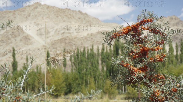 Mountains in the background with bushes full of sea buckthorn (hippophae rhamnoides) in the foreground in a desert landscape, Ladakh, Himalayas, India