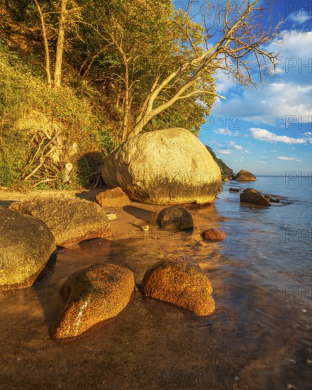 Coastal landscape with large boulders on the Baltic Sea beach in the evening light, Mönchgut Nature Reserve, Groß Zicker, Mönchgut Peninsula, Rügen Island, Mecklenburg-Western Pomerania, Germany