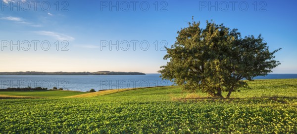 View over green fields and lagoon landscape, Mönchgut Nature Reserve, Groß Zicker, Mönchgut Peninsula, Rügen Island, Mecklenburg-Western Pomerania, Germany