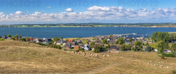 Sheep graze in the hilly landscape of the Zicker Mountains, including Zicker Alps, view across the lagoon landscape to the village of Gager with harbour, Mönchgut nature reserve, Groß Zicker, Mönchgut peninsula, Rügen island, Mecklenburg-Western Pomerania, Germany