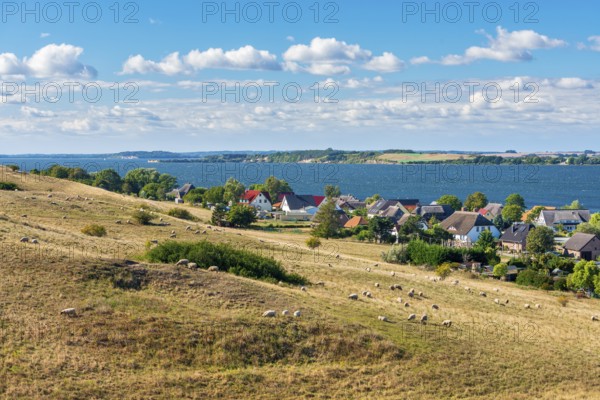 Sheep graze in the hilly landscape of the Zicker Mountains, including Zicker Alps, view across the lagoon landscape to the village of Gager, Mönchgut nature reserve, Groß Zicker, Mönchgut peninsula, Rügen island, Mecklenburg-Western Pomerania, Germany