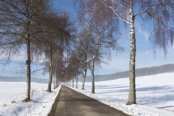 Wintery road flanked by a row of bare birch trees under a blue sky, Swabian Jura, Baden-Württemberg, Germany