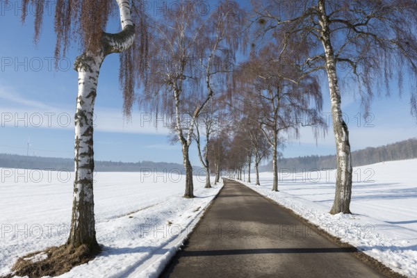 A snow-covered birch tree alley runs through the countryside, flanked by bare trees, Swabian Jura, Baden-Württemberg, Germany
