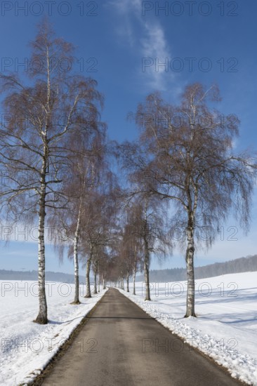 Straight birch alley between snow-covered fields and bare trees under a blue sky, Swabian Jura, Baden-Württemberg, Germany