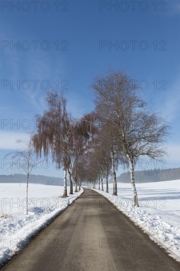 A birch alley with bare trees leads through a snow-covered winter landscape under clear skies, Swabian Jura, Baden-Württemberg, Germany