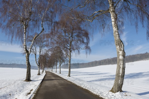Snow-covered road with birch tree alley and blue sky, quiet winter landscape, Swabian Jura, Baden-Württemberg, Germany