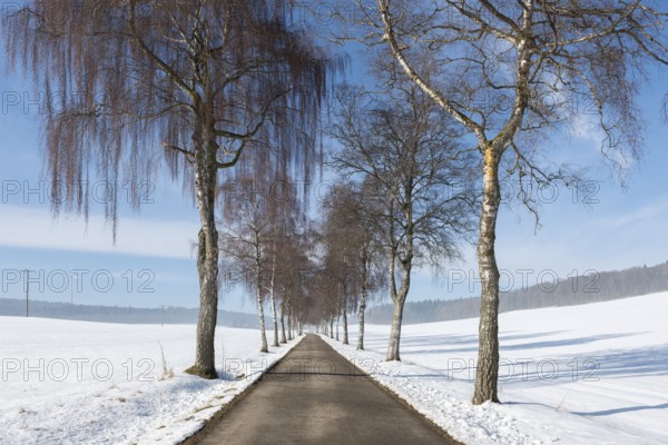 Snowy landscape with a birch tree alley of bare trees under a blue sky, Swabian Jura, Baden-Württemberg, Germany