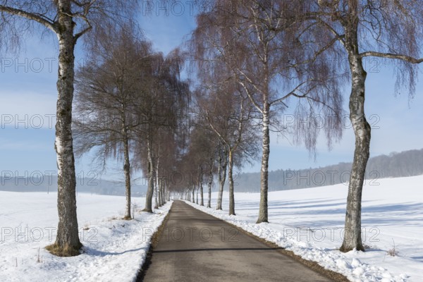 A birch tree alley runs straight ahead through a snow-covered landscape flanked by bare trees, Swabian Jura, Baden-Württemberg, Germany