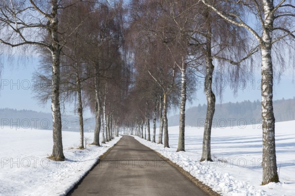 Wintery birch alley, lined with tall trees under a clear sky, leads through snowy landscape, Swabian Jura, Baden-Württemberg, Germany