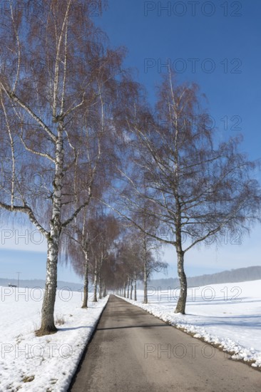 A snow-covered path flanked by birch trees leads through a quiet winter landscape, Swabian Jura, Baden-Württemberg, Germany