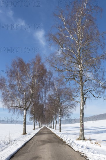 Avenue lined with birch trees leading through a snow-covered winter landscape under a blue sky, Swabian Jura, Baden-Württemberg, Germany