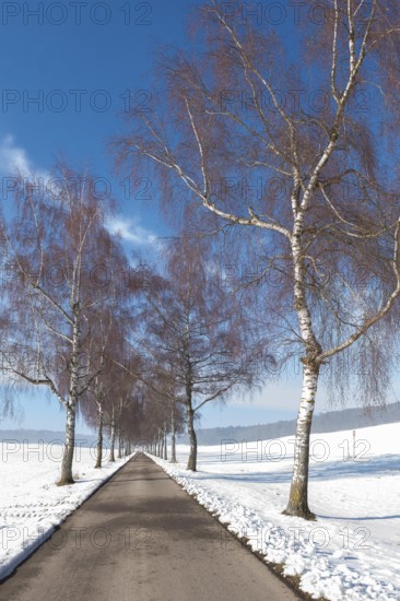 Birch trees line a snowy avenue that stretches through a winter landscape, Swabian Jura, Baden-Württemberg, Germany