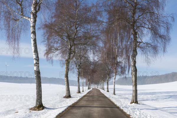 Snowy avenue flanked by bare trees, stretches under blue sky, birch trees, Swabian Jura, Baden-Württemberg, Germany