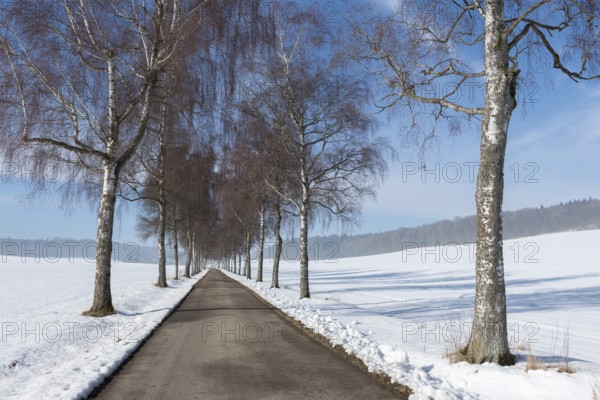 Birkenallee stretches through a white winter landscape under a blue, sunny sky, Swabian Jura, Baden-Württemberg, Germany