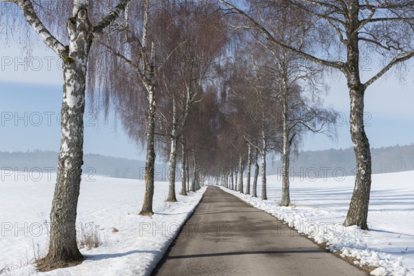 A road lined with birch trees runs through a white winter landscape with clear skies, Swabian Jura, Baden-Württemberg, Germany