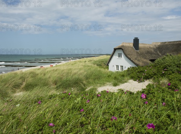 Coastal scene, blooming plants in the foreground, with a thatched building, Ahrenshoop, Baltic Sea, Vorpommern-Rügen district in Mecklenburg-Western Pomerania, Germany