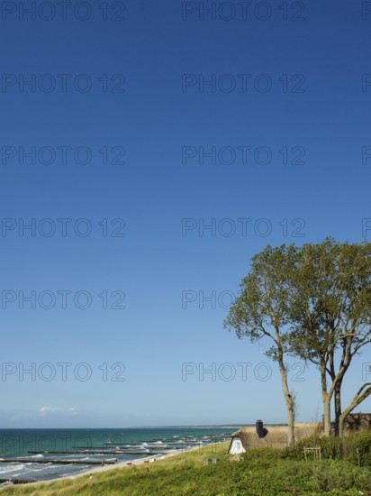 Coastal scene, blooming plants in the foreground, with a thatched building, Ahrenshoop, Baltic Sea, Vorpommern-Rügen district in Mecklenburg-Western Pomerania, Germany