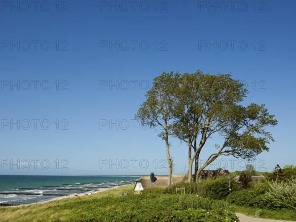 Coastal scene, blooming plants in the foreground, with a thatched building, Ahrenshoop, Baltic Sea, Vorpommern-Rügen district in Mecklenburg-Western Pomerania, Germany