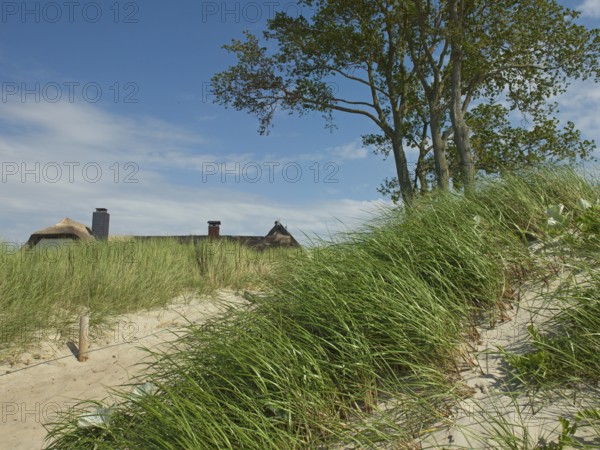 Coastal scene, marram grass (Ammophila arenaria), beach access, Ahrenshoop, Baltic Sea, district Vorpommern-Rügen in Mecklenburg-Vorpommern, Germany
