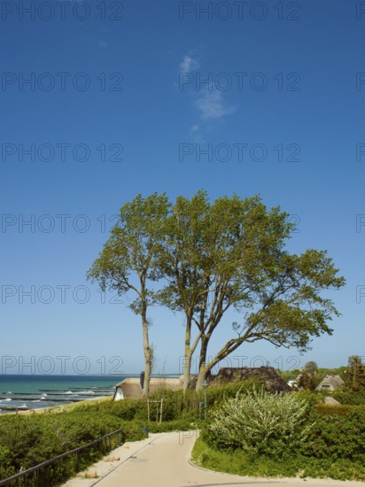Coastal scene, Ahrenshoop, Baltic Sea, Vorpommern-Rügen district in Mecklenburg-Western Pomerania, Germany