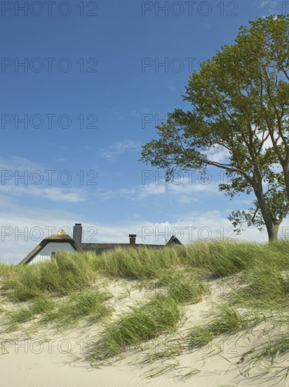 Coastal scene, marram grass (Ammophila arenaria), Ahrenshoop, Baltic Sea, district of Vorpommern-Rügen in Mecklenburg-Vorpommern, Germany
