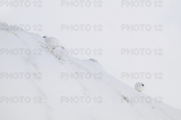 Rock ptarmigan (Lagopus mutus) in winter dress, Hafelekar, Karwendel mountains, Tyrol, Austria