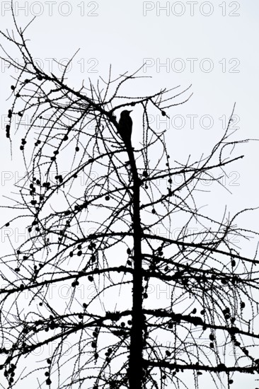 Great spotted woodpecker (Picoides major), on a tree trunk, Schwaz, Tyrol, Austria
