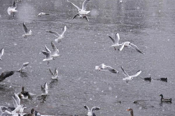 Seagulls in water during snowfall, winter, Germany